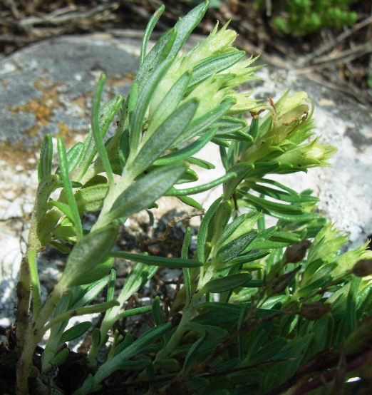 Teucrium montanum